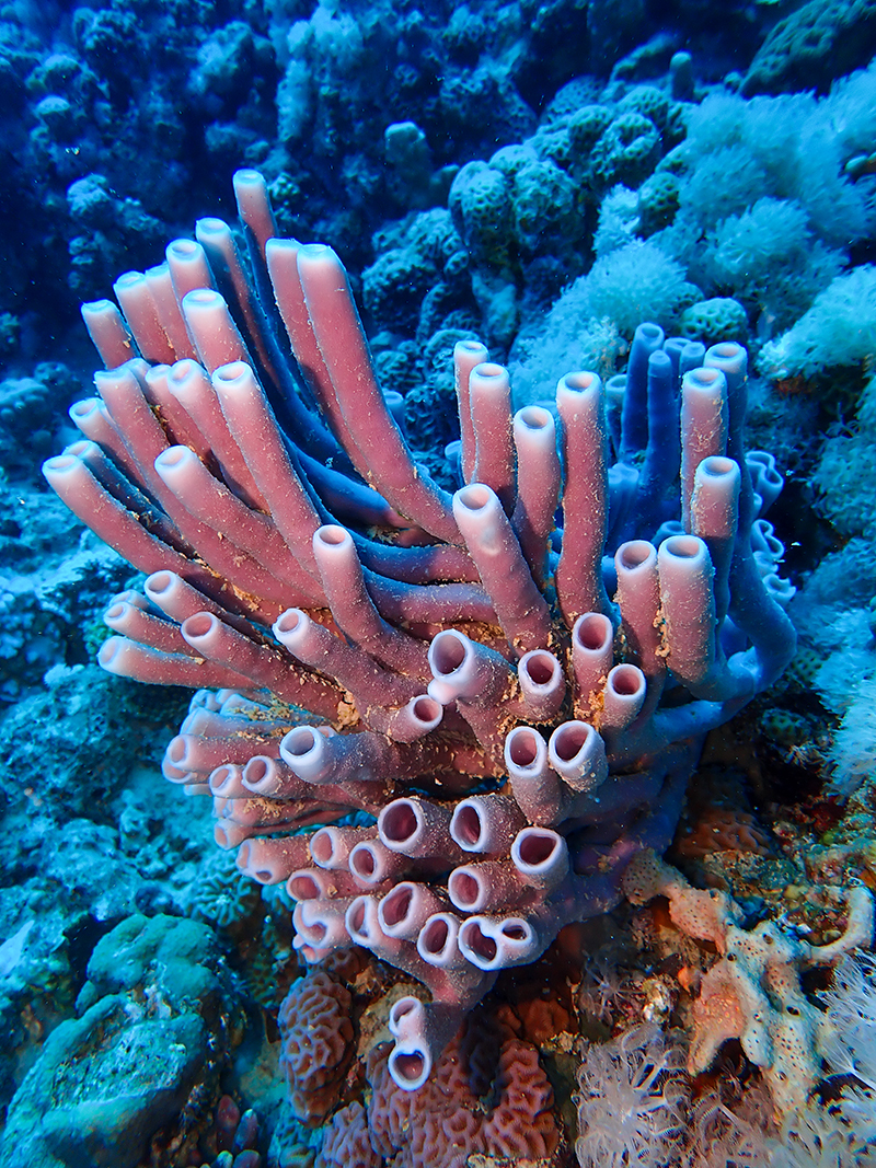 <ul><li><p>asymmetrical</p></li><li><p>no nerves</p></li><li><p>have pores and get their nutrients from diffusion</p></li></ul><p></p><p>ex: sponges</p>