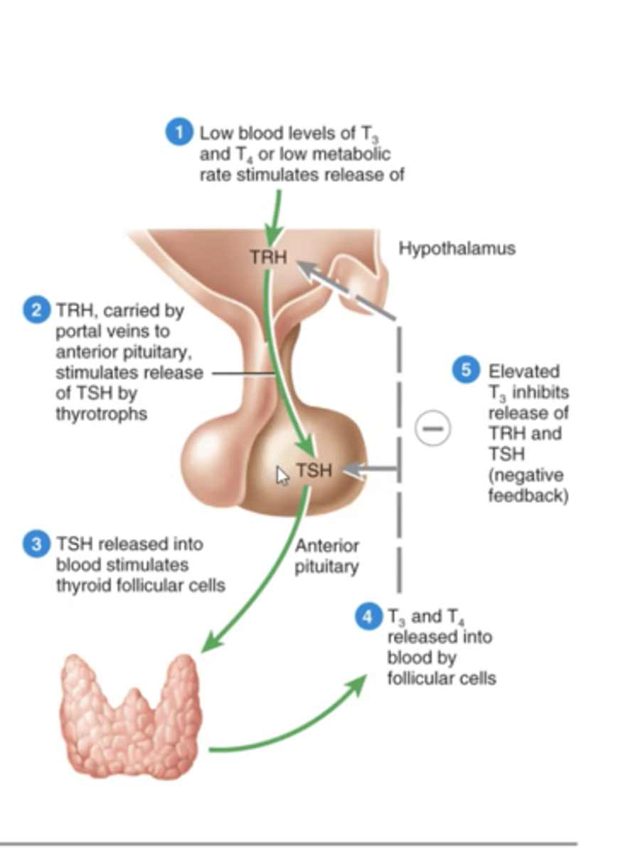 <p>stimulate synthesis and release of thyroid hormones: low levels in blood of T3 and T4 stimulates release of TRH, which carried to anterior pituitary releases TSH, released into blood and stimulates thyroid follicular cells, T3 and T4 released into blood by follicular cells, elevated levels inhibits release of TRH and TSH for negative feedback</p>