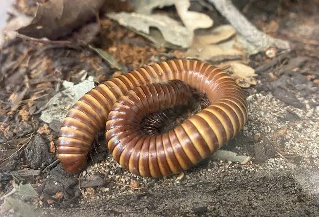 <p>Anthropods: Desert Millipede</p><p>(Looks like a large, fat brown and yellow, brown and red, centipede)</p>