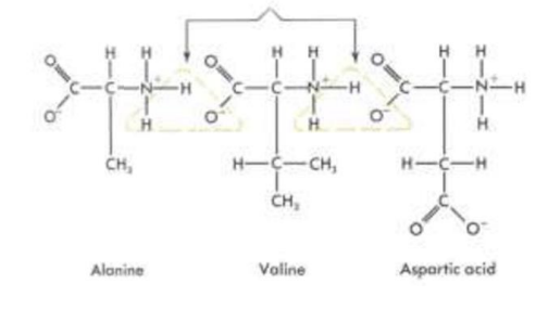 <p>To form polypeptides and proteins, amino acids are joined together by peptide bonds, in which the amino or NH2 of one amino acid bonds to the carboxyl (acid) or COOH group of another amino acid.</p>