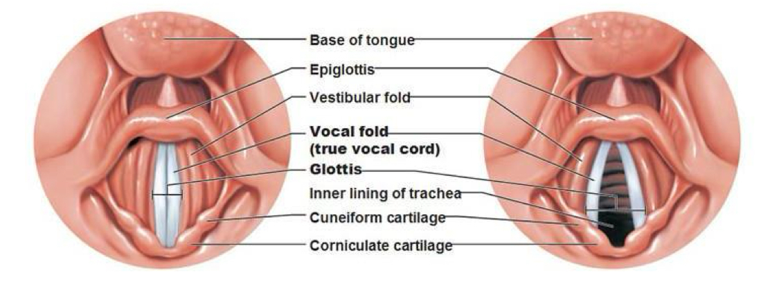 <p>Upper folds (false vocal cords or vestibular folds): Do not produce sound; assist in closing the airway during swallowing.</p>
<p>Lower folds (true vocal cords or vocal folds): Produce sound by vibrating as air passes between them.</p>