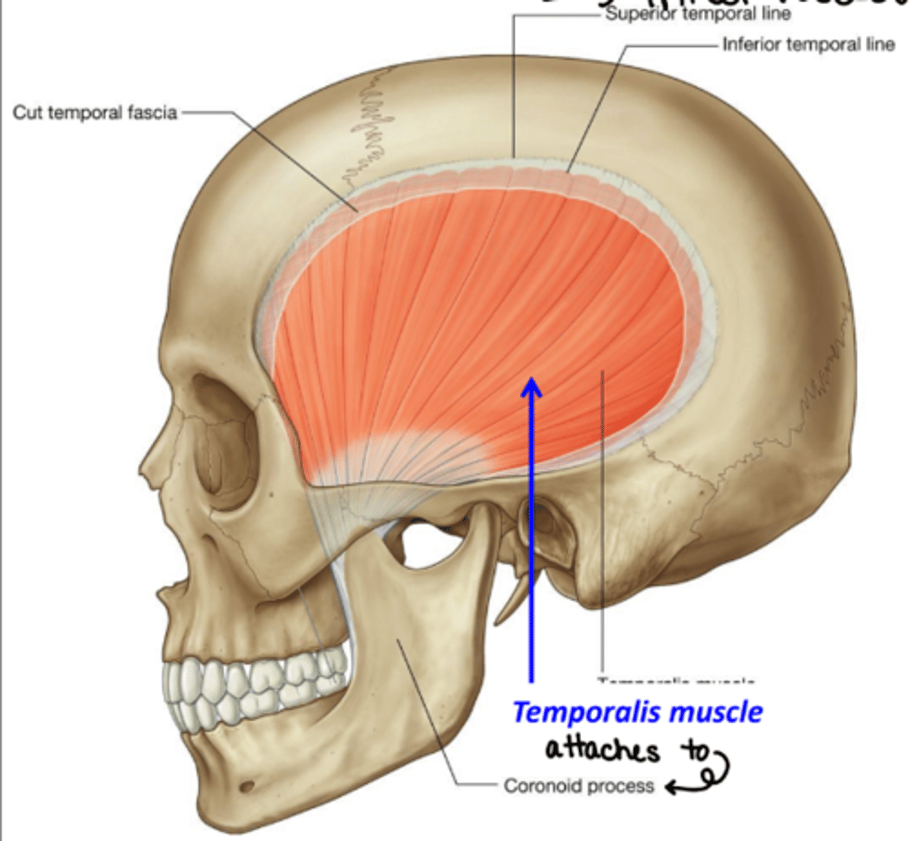 <p>temporalis</p>