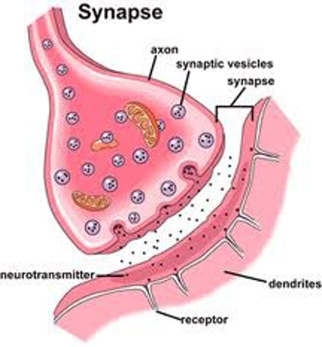 <p>1. Once an AP travels down an axon and to the terminals, it triggers the opening of voltage-gated Ca2+ channels and Ca2+ flows into the cell.</p><p>2. Ca2+ then triggers the release of neurotransmitters from the presynaptic terminal to the synaptic cleft</p><p>3. They move through synaptic cleft</p><p>4. Neurotransmitters bind to receptors which can then lead to a depolarization/hyperpolarization/more</p>