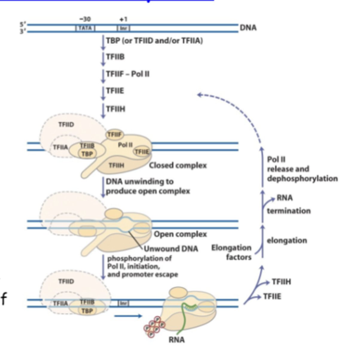 <p>Once transcription complex is assembled, RNAP II is ____, beginning elongation</p>