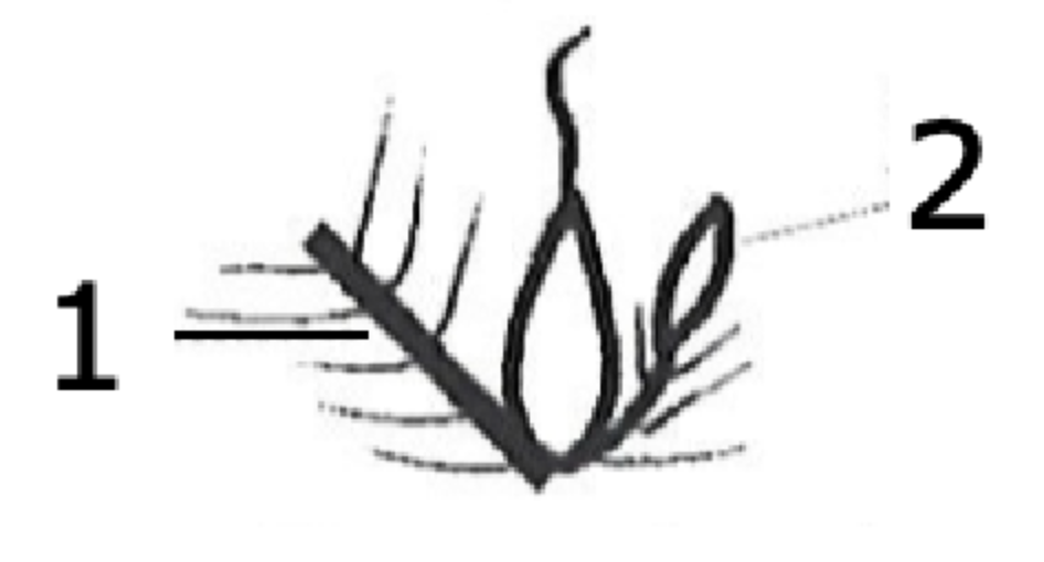 <p>what is this structure?</p>