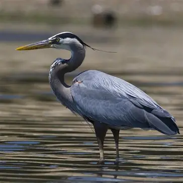 <p>Great Blue Heron </p><ul><li><p>largest of herons that live in archipelago </p></li><li><p>primarily gray, with some black and white markings on the head, neck and breast </p></li><li><p>diet consists of primarily fish, supplemented by lizards, young marine iguanas, and sea turtle hatchlings </p><ul><li><p>stab their beak at prey </p></li></ul></li></ul><p></p><p></p>