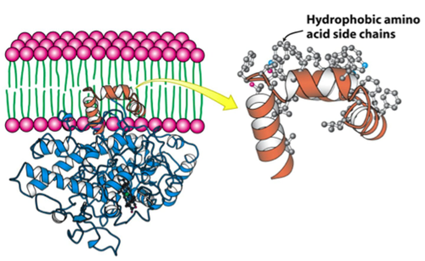 <p>integral protein that does not fully span the lipid bilayer (made from arachidonate and is inhibited by aspirin)</p>