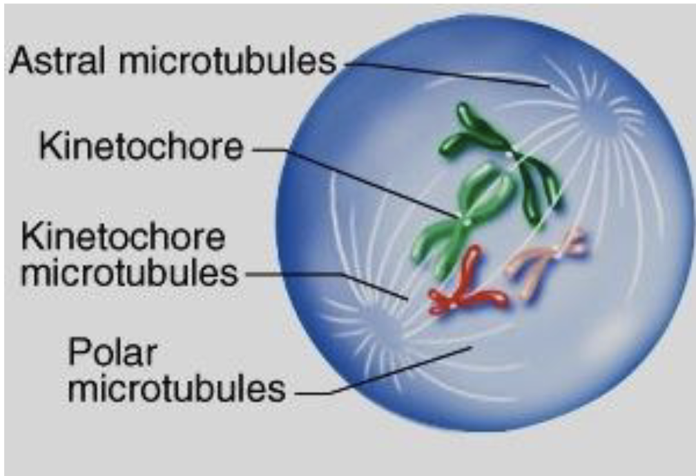 <p>which phase in mitosis?</p>