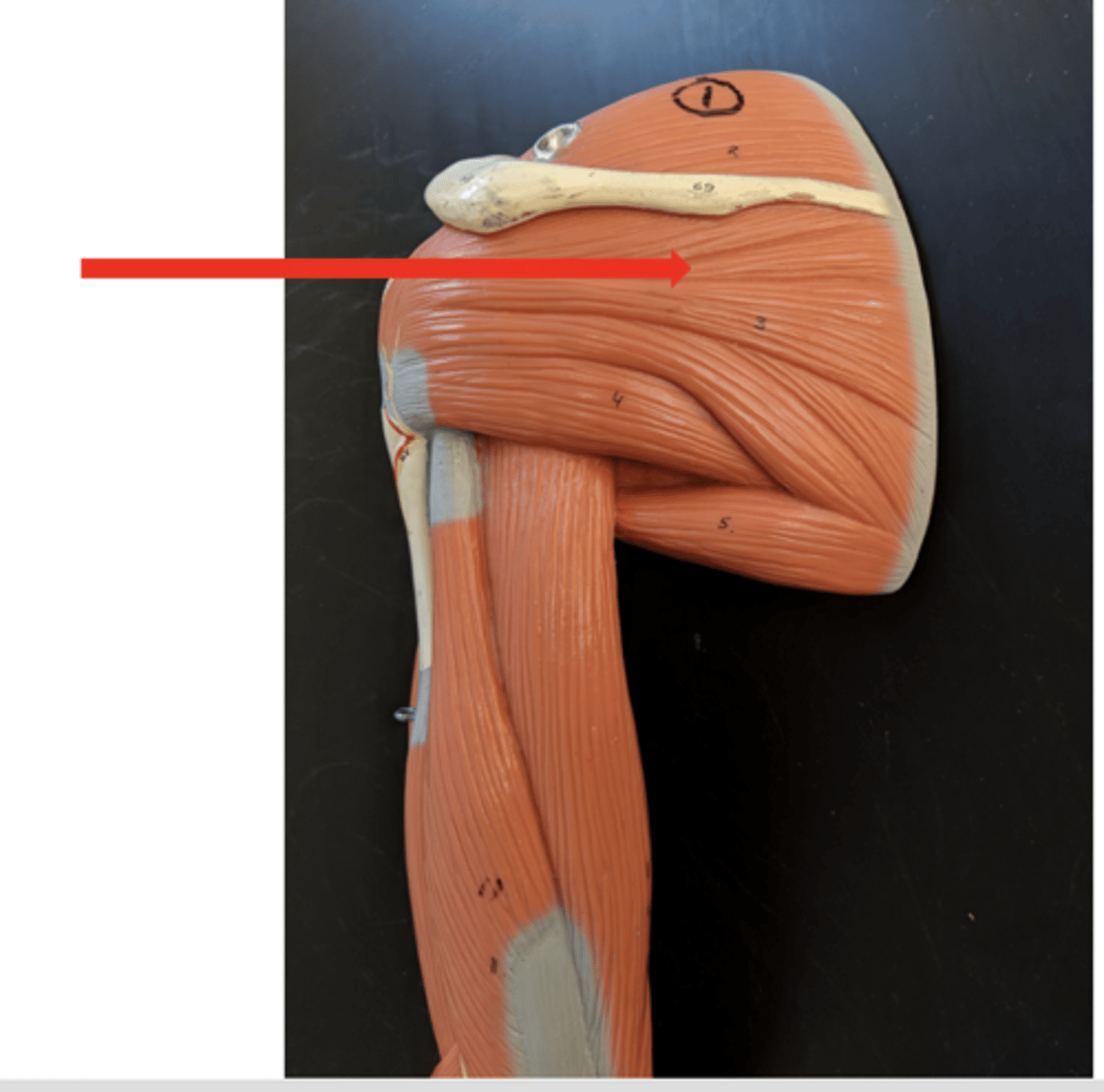 <p>what is this?</p>