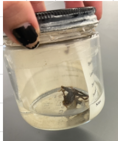 <p>Lithobates palustris</p><p>Pickerel Frog</p><p>Not at risk</p><p>Family Ranidae</p><p>Spots are rectangular or square</p><p>2 distinct rows on back</p><p>Dorsolateral folds on back</p><p>Yellow under legs</p>