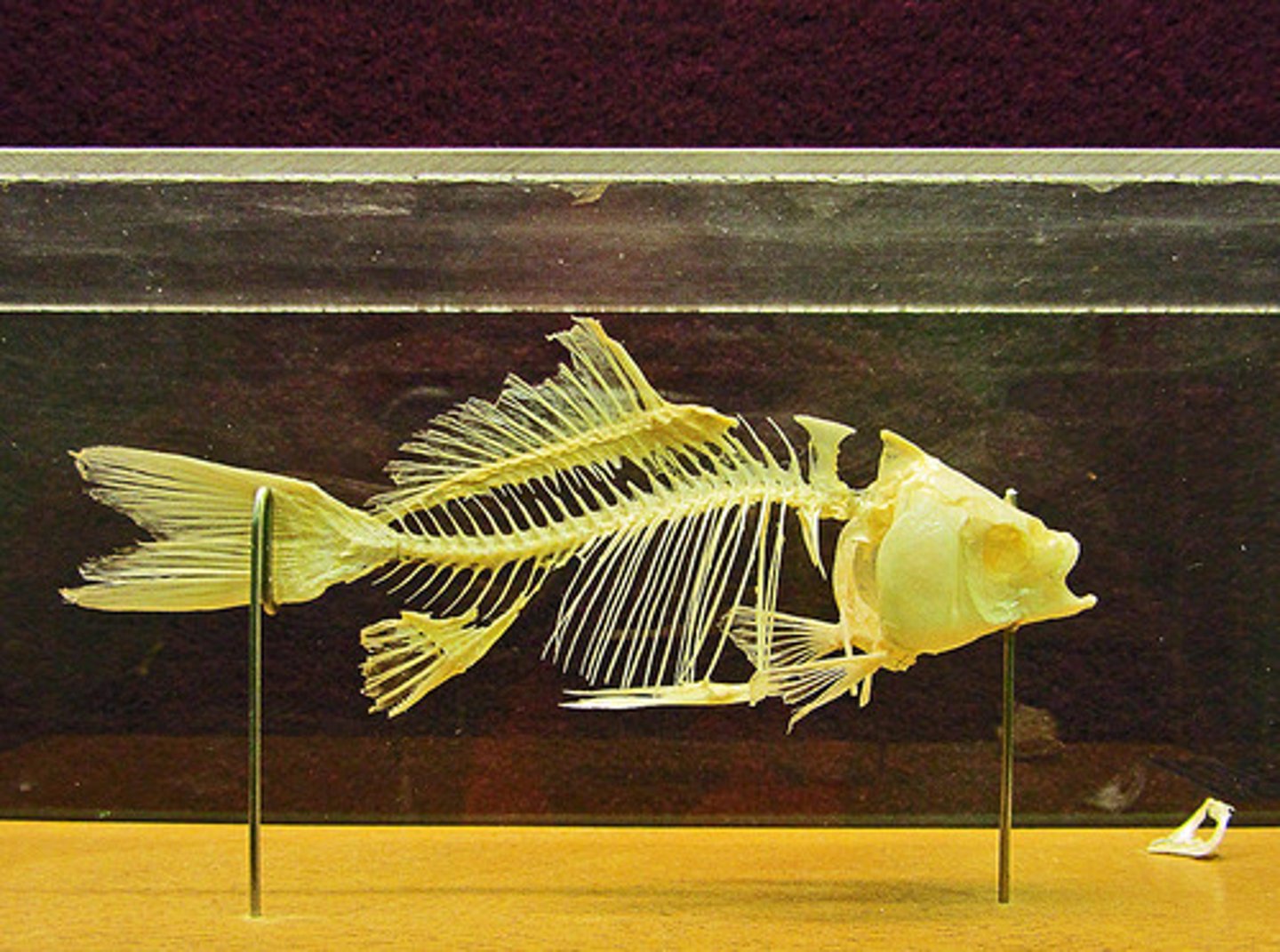 <p>1. scales</p><p>2. bony skeleton</p>