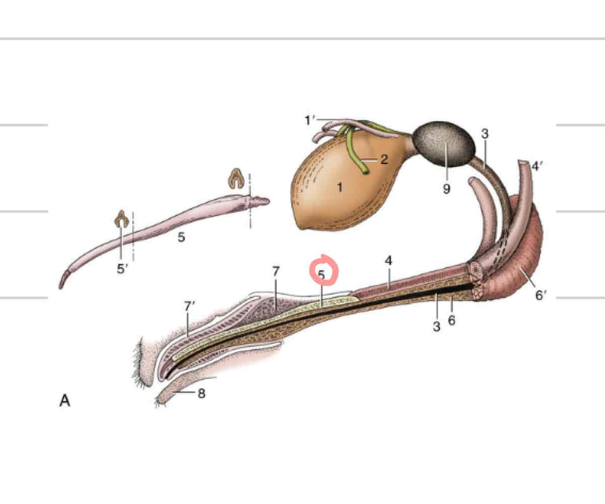 <ul><li><p>Suspended below trunk in all species except cat (circle is os penis)</p></li><li><p>Prepuce/sheath covers free end of penis when not sexually aroused</p><ul><li><p>2 layers of prepuce</p><ul><li><p>External(lamina externa): continuous with external integument</p></li><li><p>Internal(lamina interna): faces free end of penis, reflects back on itself in preputial cavity</p></li></ul></li></ul></li></ul>