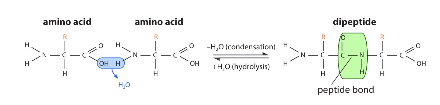<p>One loses a hydroxyl (–OH) group from its carboxylic acid group, while the other loses a hydrogen atom from its amino group. This leaves a carbon atom of the first amino acid free to bond with the nitrogen atom of the second. The link is called a peptide bond. The oxygen and two hydrogen atoms removed from the amino acids form a water molecule.</p>