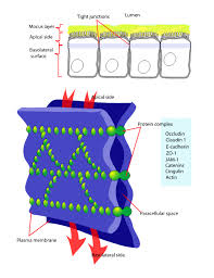 <ul><li><p>region where adjacent membranes sealed together by linker proteins (transmembrane proteins) making a lateral perimeter around cell </p><ul><li><p><mark data-color="yellow" style="background-color: yellow; color: inherit;">claudin </mark></p></li><li><p><mark data-color="yellow" style="background-color: yellow; color: inherit;">occludin </mark></p></li></ul></li><li><p>closest to apical surface</p></li></ul><p></p><p>Functions</p><ul><li><p>seals off space between cells to prevent compounds from passing between instead of through the cell&nbsp;</p></li><li><p>restricts movement of membrane lipids and protein of apical surface to other areas of cell&nbsp;</p></li></ul><p></p><p>issues:&nbsp;</p><ul><li><p>toxin from food poisoning bacteria binds to claudin and weaken tight junctions and allows tissue fluid to leak into intestinal lumen</p></li></ul><p></p>