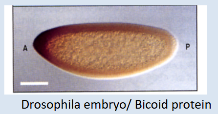 <p>Which technique has been used here and what can be inferred from it?</p>