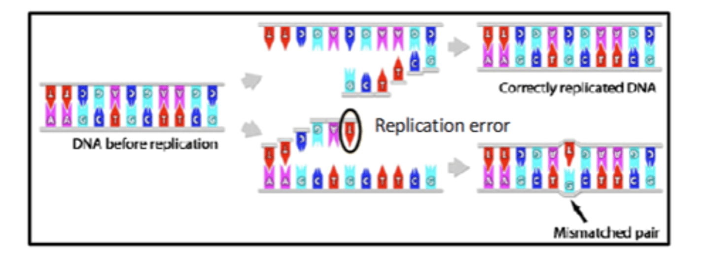 <p>• Mutations are stochastic permanent physical changes</p><p>• Errors in DNA replication</p><p>- Most often they are changes in a single base</p>