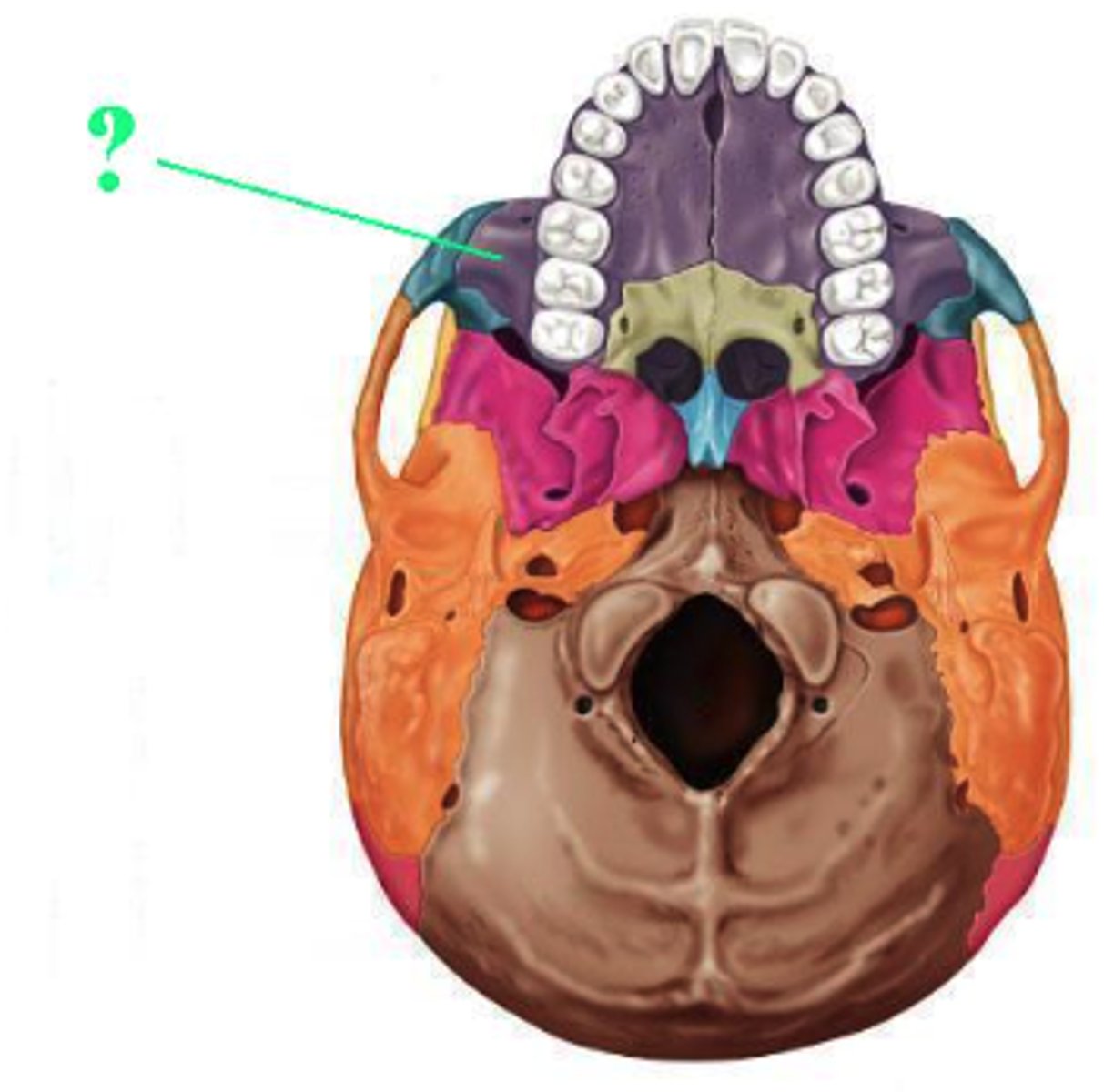 <p>maxilla</p>