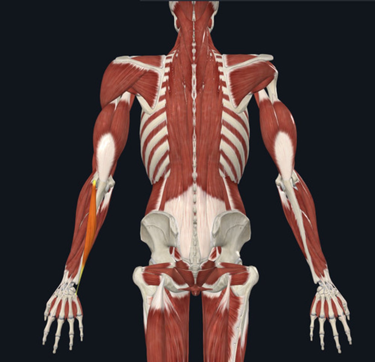 <ul><li><p><u>Origin:</u>&nbsp;Humerus</p></li><li><p><u>Insertion:</u>&nbsp;Metacarpal (but runs length of&nbsp;‘ulna’)</p></li><li><p><u>Action:</u>&nbsp;Wrist (carpi) extension</p></li></ul><p></p>