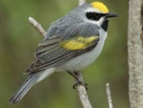 <p>golden winged warbler&nbsp;A</p>