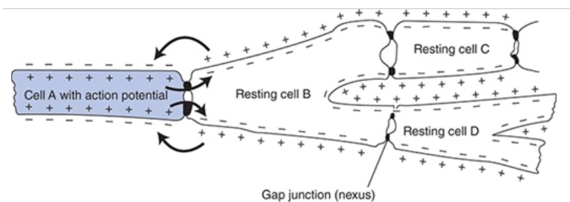 <ul><li><p><span>Because of the gap junctions, electrostatic attraction can cause a local current flow between the depolarized membrane of an active cell and the polarized membrane of a resting cell causing depolarization of the resting cell</span></p><ul><li><p><span>Once the local currents from the active cell depolarize the membrane of the resting cell near the gap junction to the threshold level, an action potential will be triggered at that site and conducted over the cell which will continue through the entire myocardium</span></p></li></ul></li></ul><p></p>