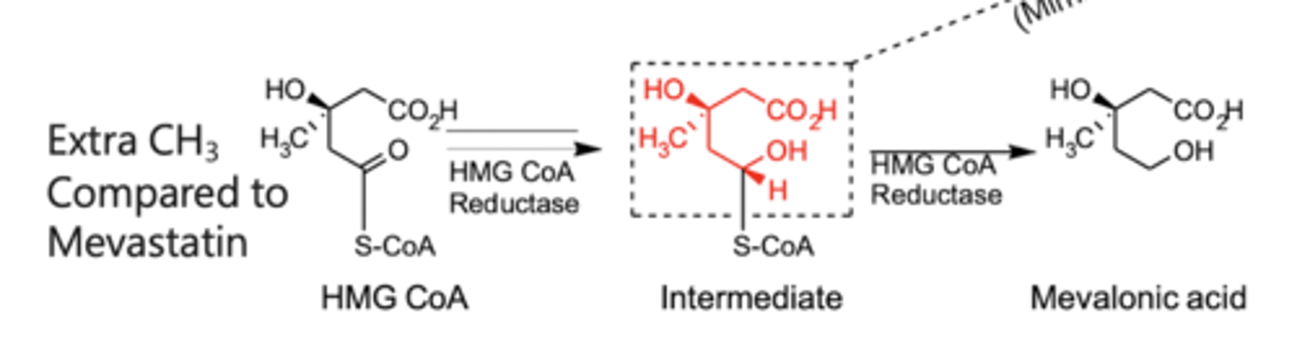<p>statin is a competitive inhibitor (with x10,000 higher affinity for enzyme than substrate) in the reduction pathway from HMG CoA to mevalonic acid</p>