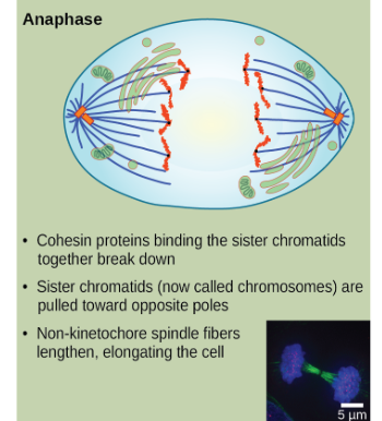<ul><li><p>cohesion proteins binding the sister chromatids together break down</p></li><li><p>Sister chromatids (Chromosomes) separate and are pulled to opposite poles.</p></li><li><p>cell elongates</p></li></ul><p></p>