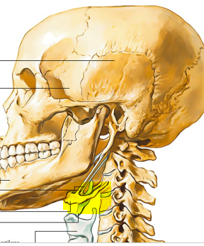 <p>-not skull or face bone -anchored by ligaments -stylohyoid muscle attaches</p>