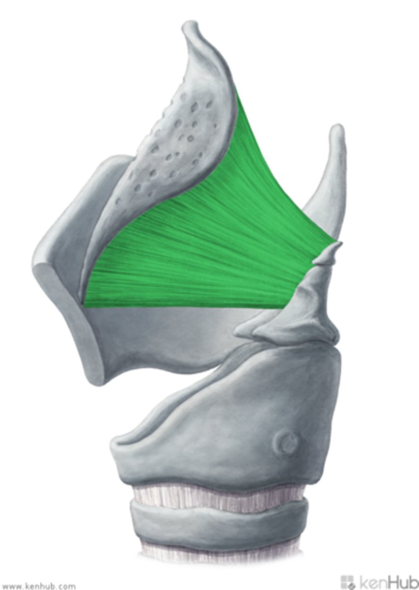 <p>lateral side of the epiglottis all the way to the ventricular fold</p>