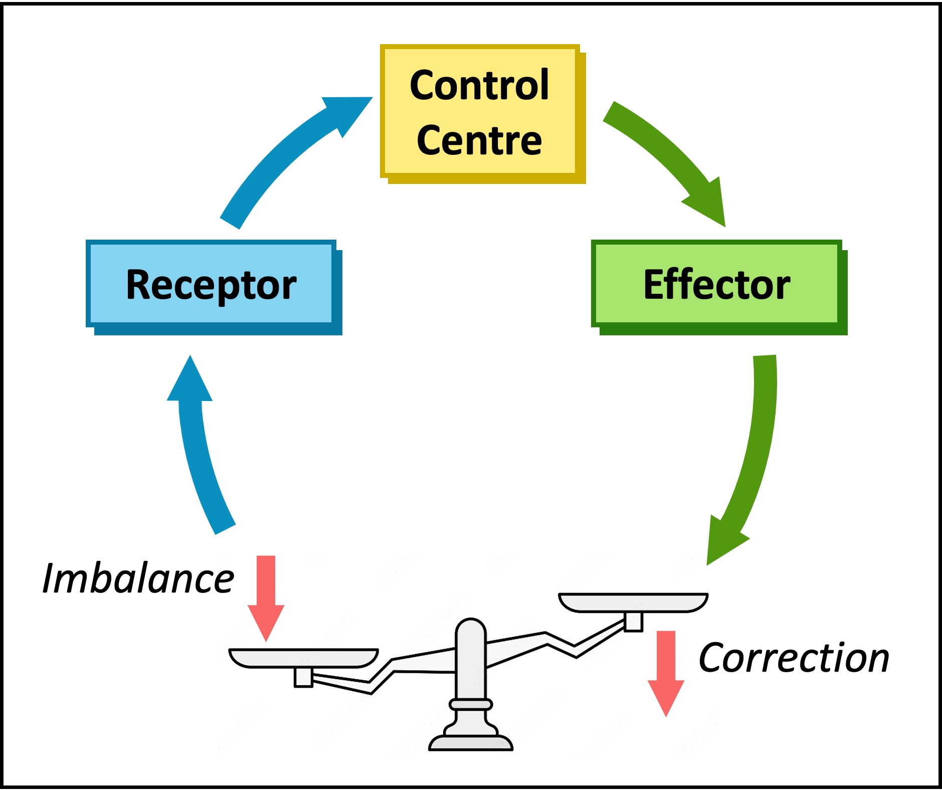 <p>secretion of hormone causes change that inhibits further secretion of the hormone</p><p>key way to maintain homeostasis in the body. </p>