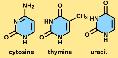 <p>single ring structure</p><p>C, U, T</p><p>cytosine, uracil, and thymine</p>