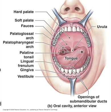 <p>Function of the oral cavity in the GIT</p>