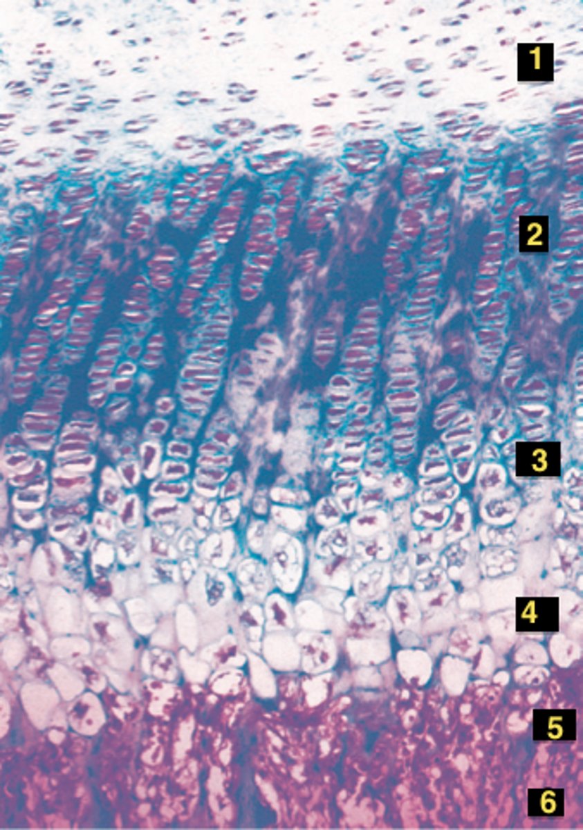 <p>zone where cartilage on diaphysis side of epiphyseal plate; rapidly divide pushing epiphysis away from diaphysis lengthening</p>