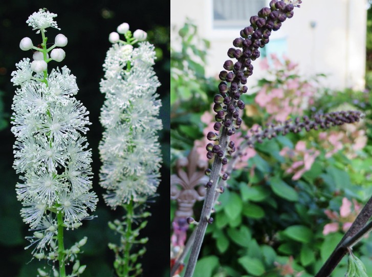 <p><em>Actaea racemosa</em></p><p>black cohosh</p><p>Ranunculaceae</p>