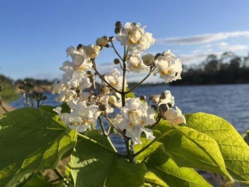 <p>large flowers, long cylindric capsule fruits, simple cordate leaves with palmate venation</p>