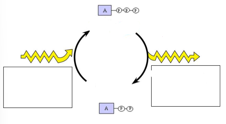 <p>(ENERGY / ATP / ENZYMES) <strong><u>ATP/ADP CYCLE</u></strong></p><ul><li><p>Label the diagram. </p></li></ul><p></p>