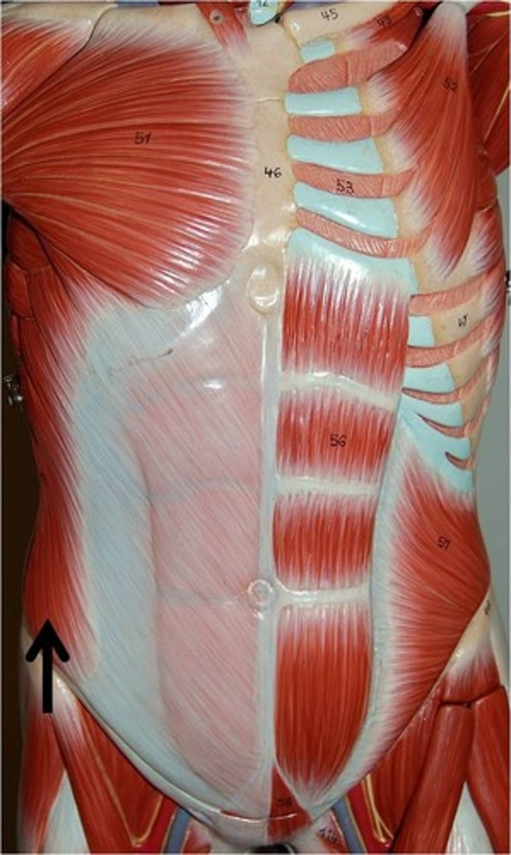 <p>Compresses abdomen; laterally flexes and rotates vertebral column</p>