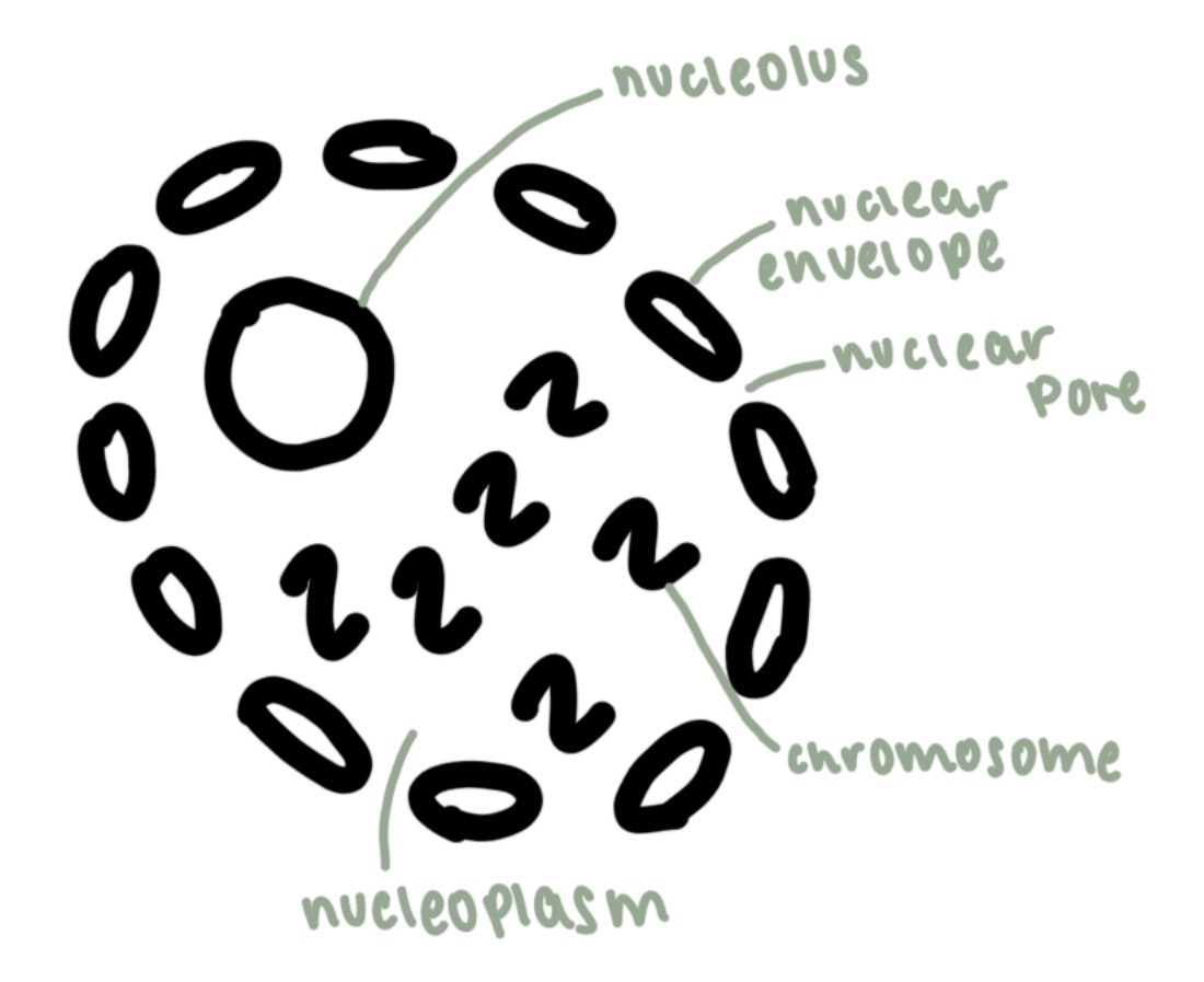 <p>10-12 micrometers </p><p>contains genetic material, dna</p><p>controls cell activity by making molecules for protein synthesis</p><p>makes ribosomes and rna</p>