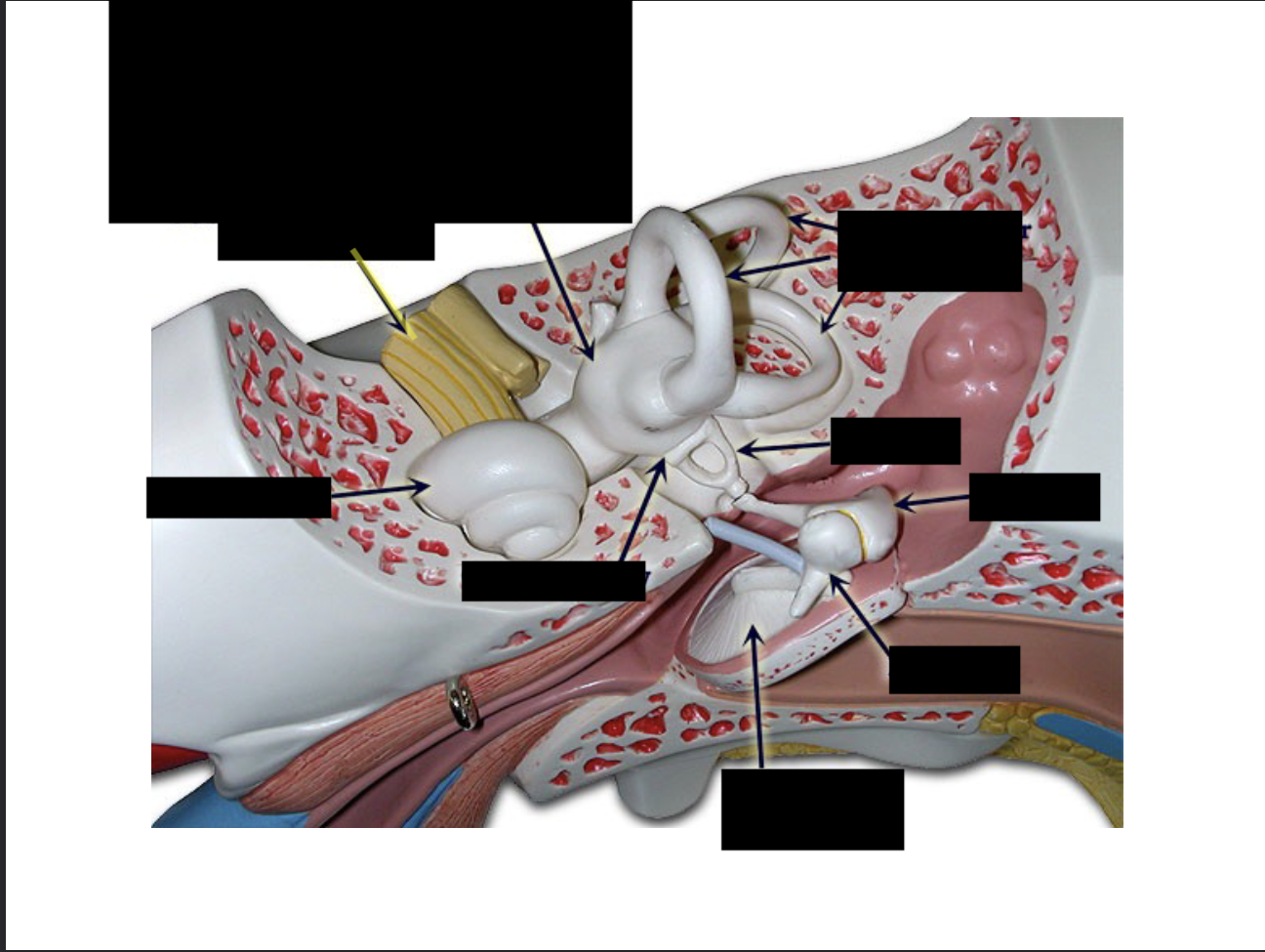 <p>what is this part of the ear?</p>