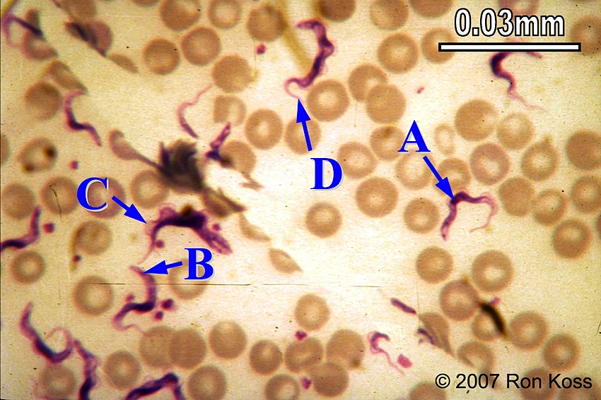 term image