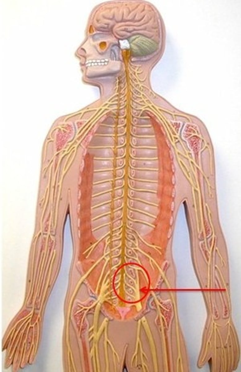 <p>Plexus formed by spinal nerves L4-S4, serving the posterior thigh, leg, and foot</p>
