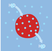 <p>-Concentration of solute is same on both sides of membranes</p><p>Key word:¨iso¨- equal, same </p><p>-Water will enter and leave</p><p>-Cell will stay the same </p>