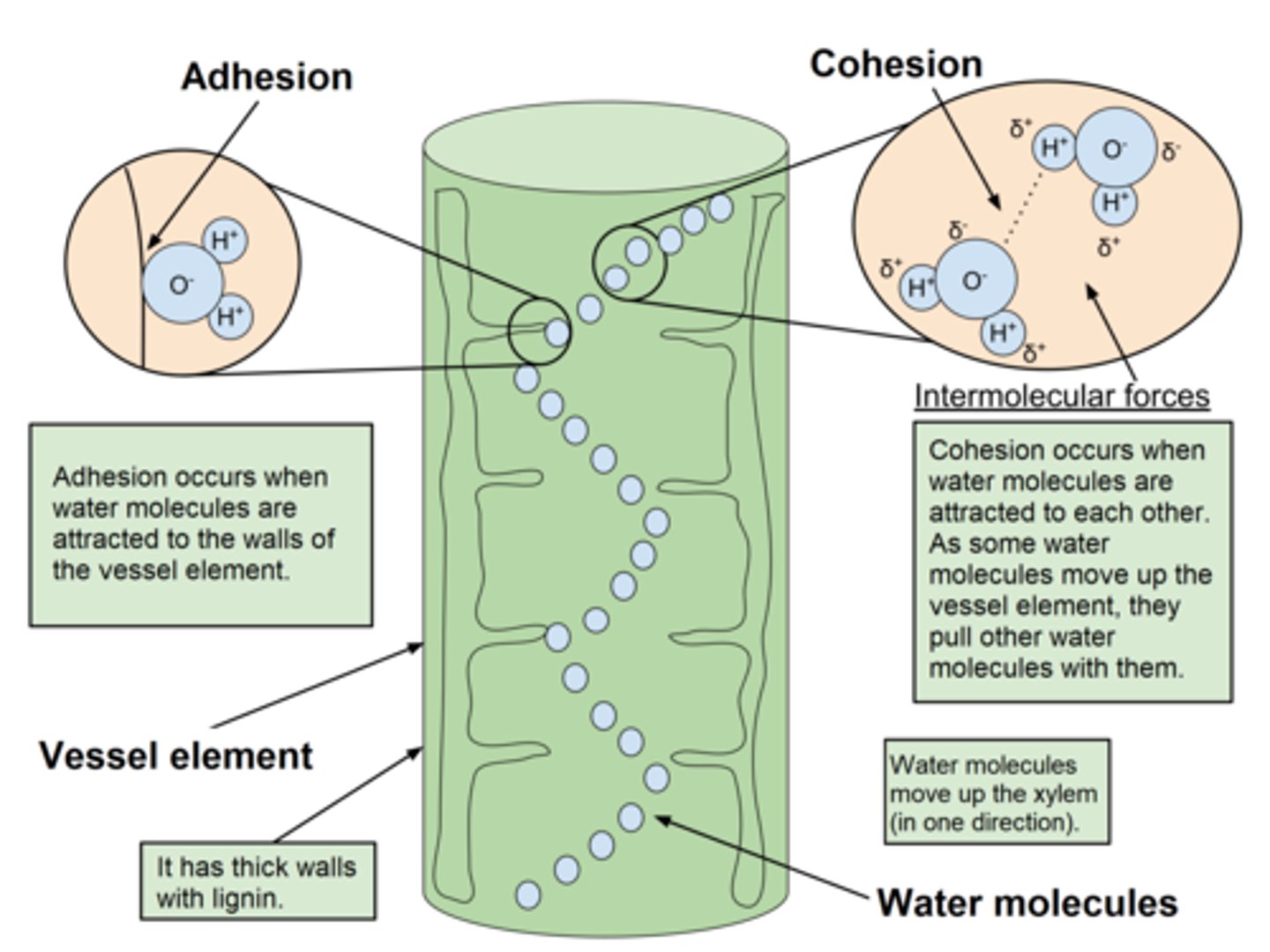 <p>Vannsøylen er et resultat av kohesjon mellom vannmolekylene og adhesjon mellom vannmolekylene og cellulosen i vedrørene.</p><p>Adhesjonskreftene --> vann kryper alltid litt oppover langs veggene i et rør. Vannet klistrer seg fast til cellulosen i vedrørene. Tynne vedrør > vannet rekkes langt opp av kreftene --> høyere vannsøyle.</p><p>Kohesjonskreftene fører til at vannet holdes sammen</p><p>Begge kreftene er et resultat av hydrogenbindinger, H2O er polart og da vil det være svake krefter mellom pos. og neg. pol.</p>