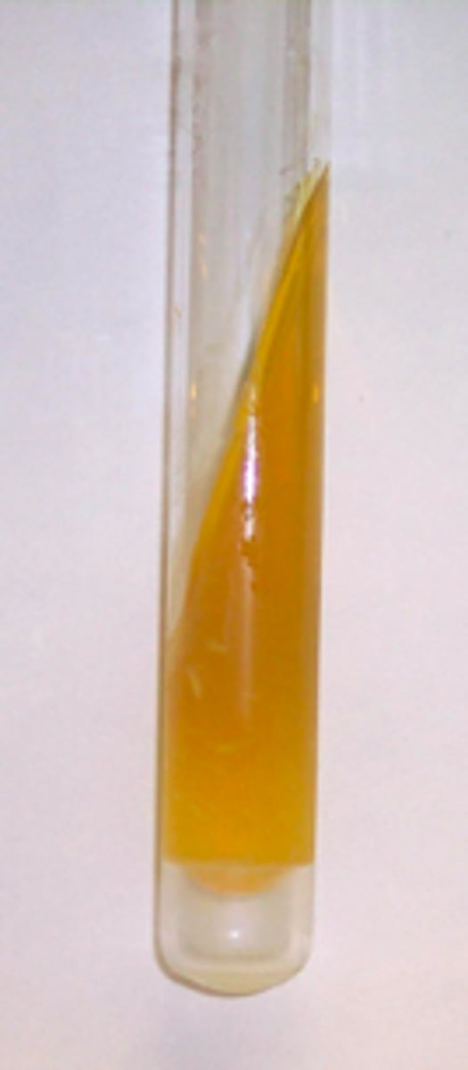 <p>Fermentation of glucose and lactose/sucrose</p>
