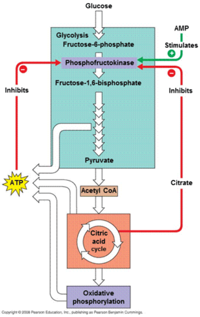 <p>high ATP and citrate indicate Kreb's cycle activity, both inhibit PFK allosterically, activate fructose-1,6-P2ase (FBP)</p><p>substrate availability- glucose influx activate glycolysis, OAA influx activates gluconeogenesis</p><p>insulin- released with high glucose, activate PFK, promotes glycolysis, also recruits glucose transporters to plasma membrane, increases storage in glycogen and lipids</p><p>glucagon- released with low glucose, inhibit PFK, activate FBP, promotes gluconeogenesis, breaks down stored glycogen and lipids</p>