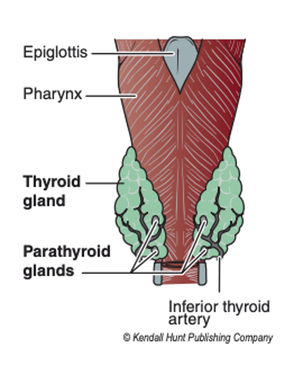 <p>superior and inferior thyroid arteries</p>