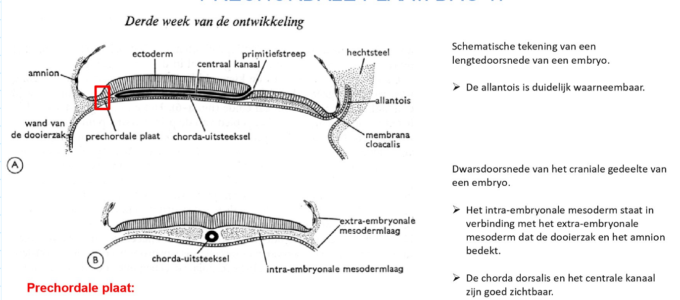<p>prechordale plaat</p><p>= zone van mesoderm tussen buccopharyngeale membraan cephaal &amp; chorda dorsalis caudaal</p><p>→ rol: inductie van cephale deel van het centrale zenuwstelsel</p>