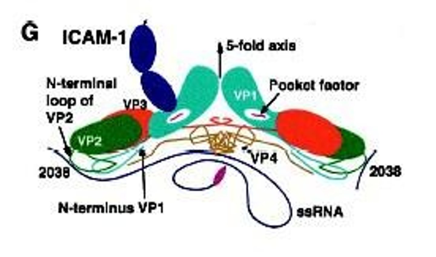 <p>ICAM-1 protein</p>