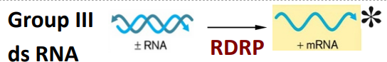 <p><span style="color: yellow;"><strong><span>± RNA</span></strong></span><span style="color: blue;"><strong><span> </span></strong></span><span style="color: rgb(254, 254, 254);"><span>—→ </span><u><span>viral</span></u><span> RDRP —→ </span></span><span style="color: red;"><strong><span>+ mRNA</span></strong></span></p><ul><li><p>use <strong><u>RDRP</u></strong> to make copies of genome from</p></li></ul><p></p>