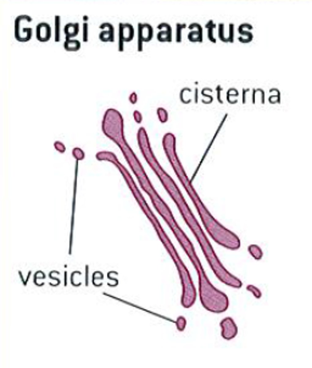 <p>- mention vescicles</p>