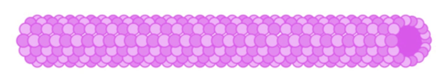 <p>Large-diameter, hollow cytoskeletal elements made of pairs of the proteins α-tubulin and β-tubulin.</p>